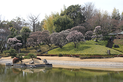 日本庭園のウメの写真