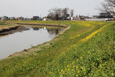 からし菜の咲く大落古利根川の写真