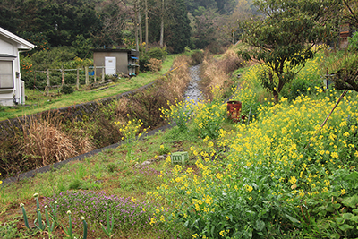 菜の花が咲く里の写真