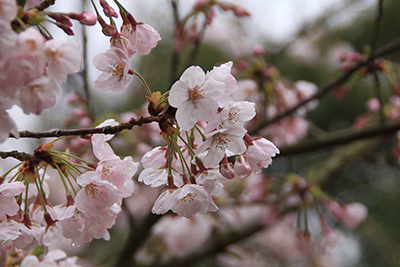 桜の花の写真