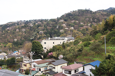 麓の建物と桜咲く尾根の写真