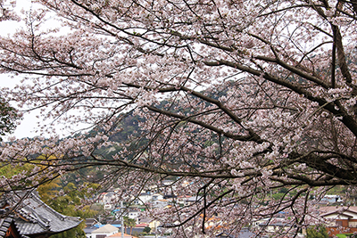 桜の写真