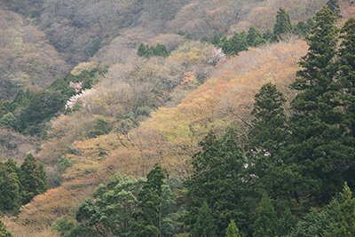 春らしい山腹の写真