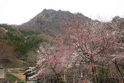 紅梅と男体山の写真
