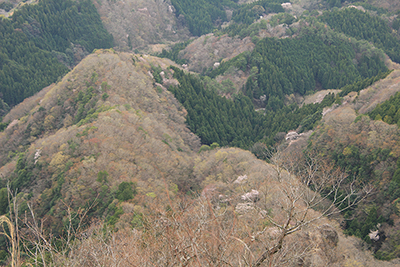 春らしい芽吹きの頃の林を俯瞰した写真