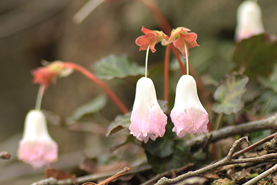 イワウチワの花がしぼんでぶら下がっている写真