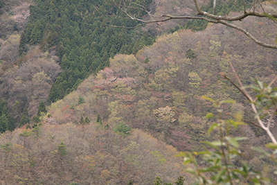 桜の花や新芽でふわっとした春らしい山腹の写真