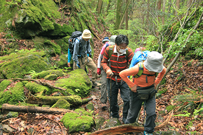 苔むした岩のある登山道を歩いている写真
