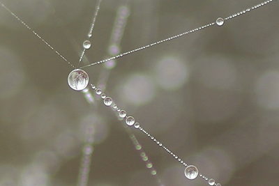 蜘蛛の巣に付いた水滴の写真その３