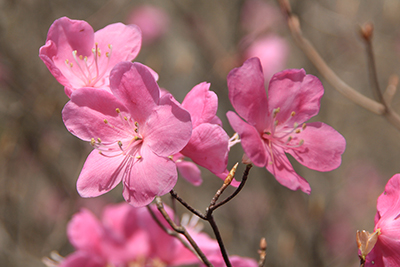 アカヤシオの花のアップの写真