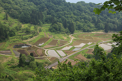 山間部の田畑の写真