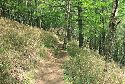 唐松林の中を行く登山道の写真