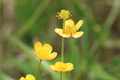 ウマノアシガタ（キンポウゲ）の写真