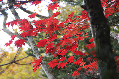 真っ赤に紅葉したハウチワカエデの写真