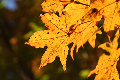 黄色に紅葉したイタヤカエデの写真