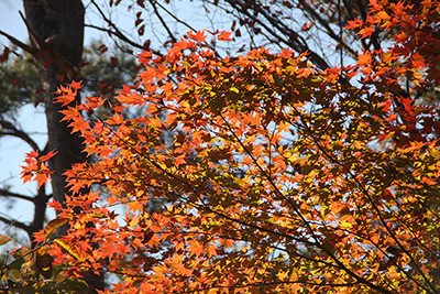 紅葉したヤマモミジの写真