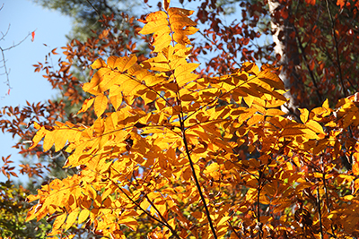 木於呂に紅葉したヤマウルシの写真