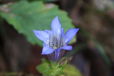 リンドウの花の写真