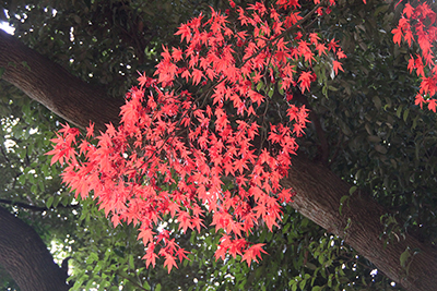 真っ赤に紅葉した紅葉の写真