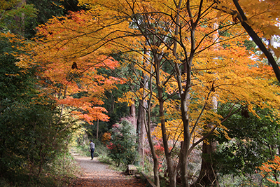 オレンジ色に紅葉した樹木の写真