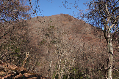 登山道から見た権現山山頂方面の写真