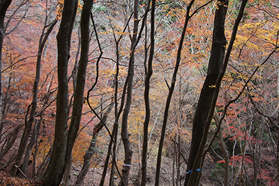 今年見納めと思われる紅葉の写真