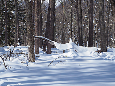 Iさんが撮影した鳥が羽ばたこうとしているように見える木に降り積もった雪の写真