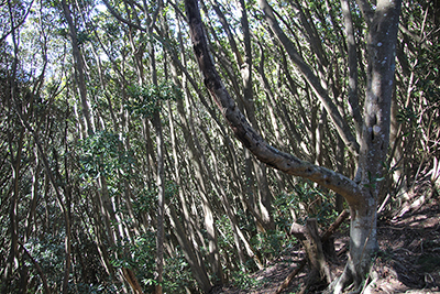 マテバシイの林の写真