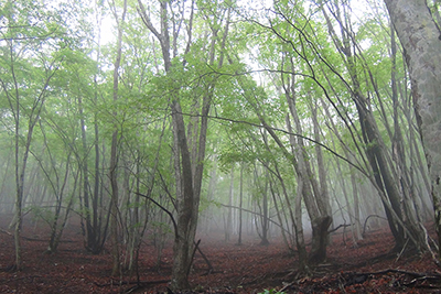 うっすら霧に包まれた雑木林の写真