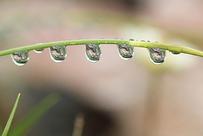 茎に並んだ水滴の写真