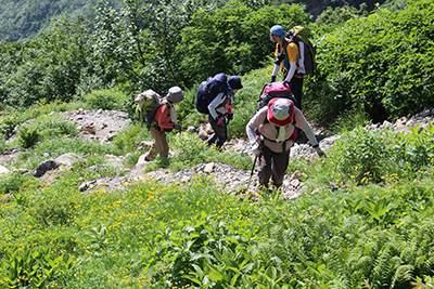 ミヤマキンポウゲの咲く登山道を登っている写真