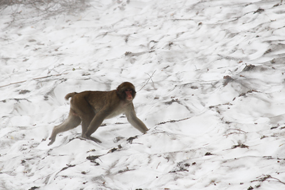 雪渓を歩いている猿の写真