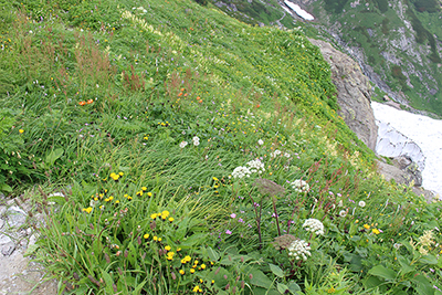 カンチコウゾリナ、クルマユリなどのお花畑の写真