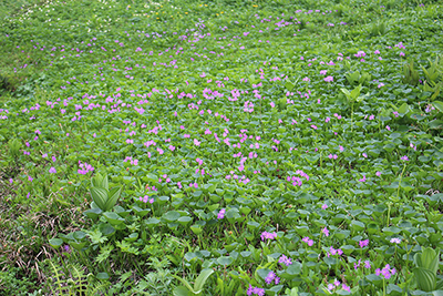ハクサンコザクラのお花畑の写真