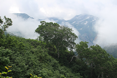 樹林帯から見えた杓子岳と鑓ヶ岳の写真