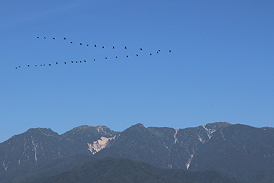 南駒ヶ岳上空をＶ字編隊で飛ぶカワウの写真