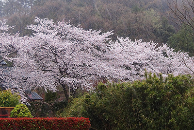 山里に最多桜の写真