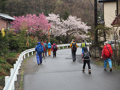 Iさんが撮影した桜などが咲く車道を歩いている写真