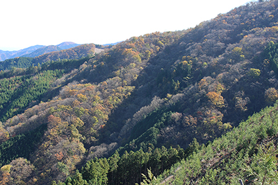 紅葉が終わりかけた土俵岳方面の山腹の写真