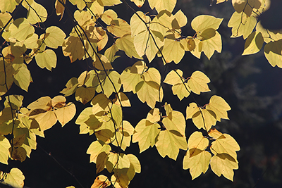 黄色く紅葉したダンコウバイと思われる木の葉
