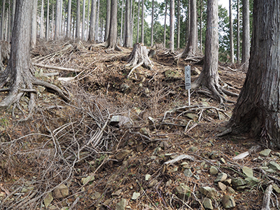 伐採作業された登山道の写真