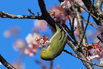 寒桜の蜜を吸っているメジロの写真