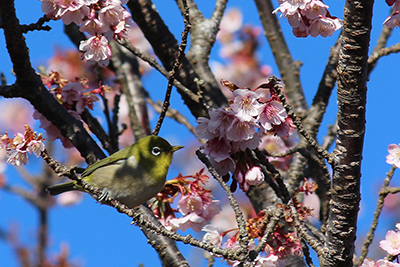 寒桜とメジロの写真