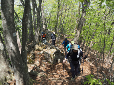 Iさんが撮影した新緑の登山道を登っている写真