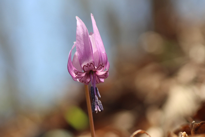 カタクリの花のアップの写真