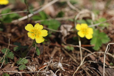 キジムシロと思われる黄色の花の写真