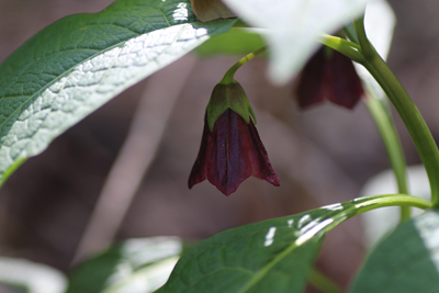 ハシリドコロの花の写真