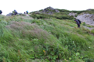 強風に草がなびく登山道を登っているIさんの写真