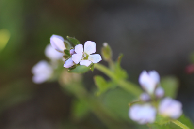 シナノヒメクワガタと思われる花の写真