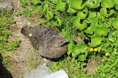 雄のライチョウの写真